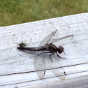 Drafonfly