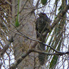 Asian Koel (female)