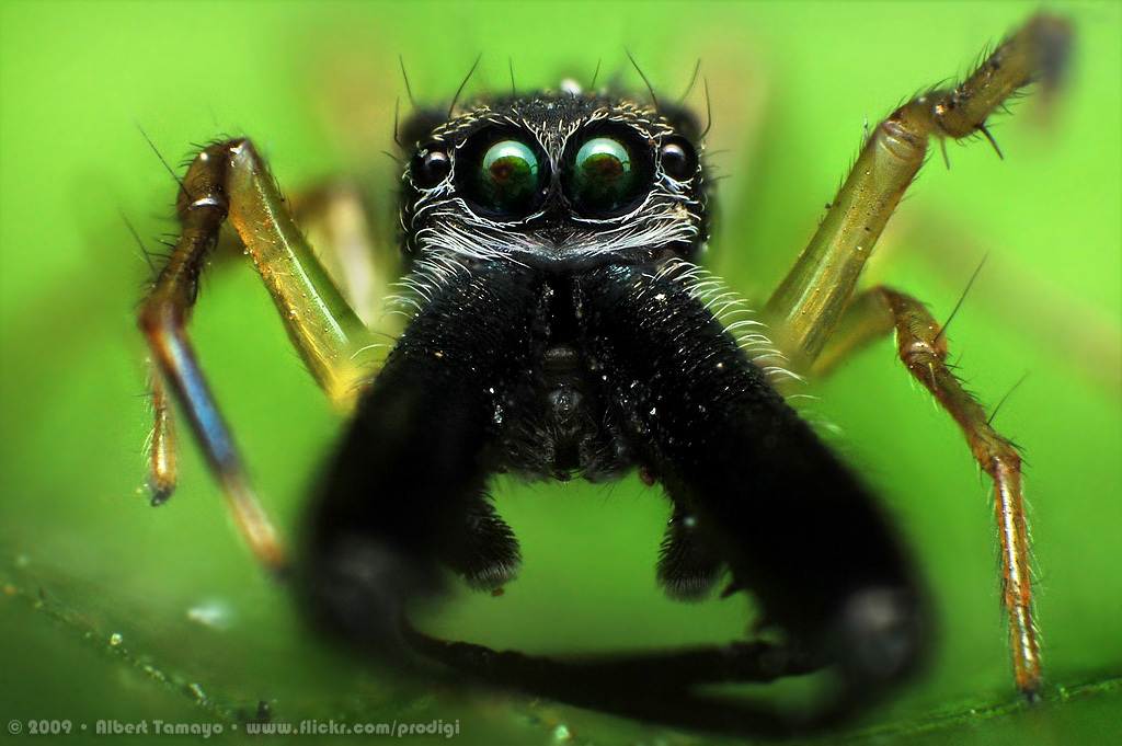 Male ant-mimic spider (black)