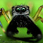 Male ant-mimic spider (black)