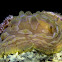 Clumpy nudibranch