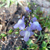 Blue toadflax