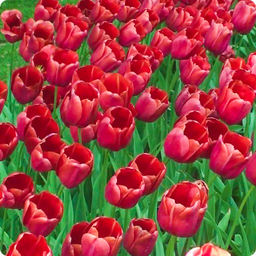 Red Tulips Live Wallpaper HD LOGO-APP點子