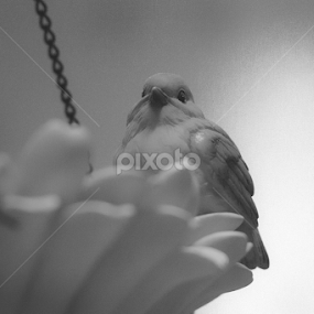 Little bird by Gregorius dian Samudra - Animals Birds