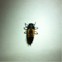 Japanese ladybug (Harmonia axyridis) 