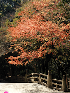 赛普拉斯遗产Cypress Inheritance - 苹果游戏