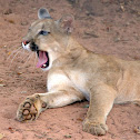 Cougar (onça parda)