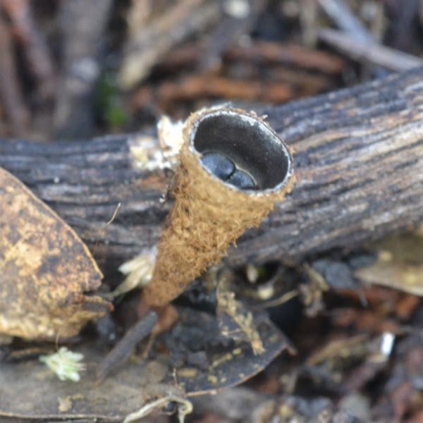 Common bird's nest fungi Project Noah