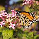 Monarch butterfly