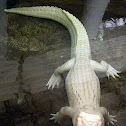 American Alligator