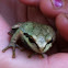 Northern pacific tree frog