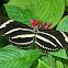 zebra longwing butterfly