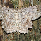 Epimecis Moth