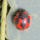 Cardinal ladybird (Vedalia beetle)
