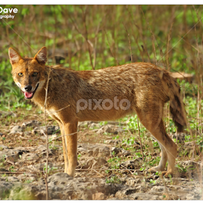The Indian Jackal  by Vishal Dave - Animals Other