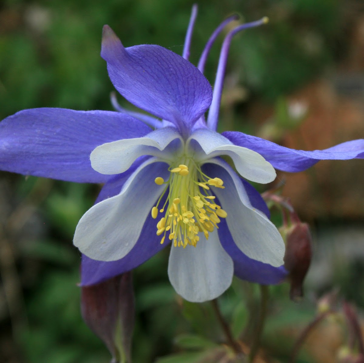 Colorado Columbine