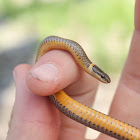 Northern Ring-Necked Snake