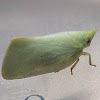 Green Flatid Planthopper