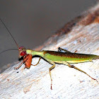 small Mantis