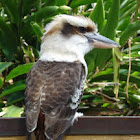 Laughing Kookaburra