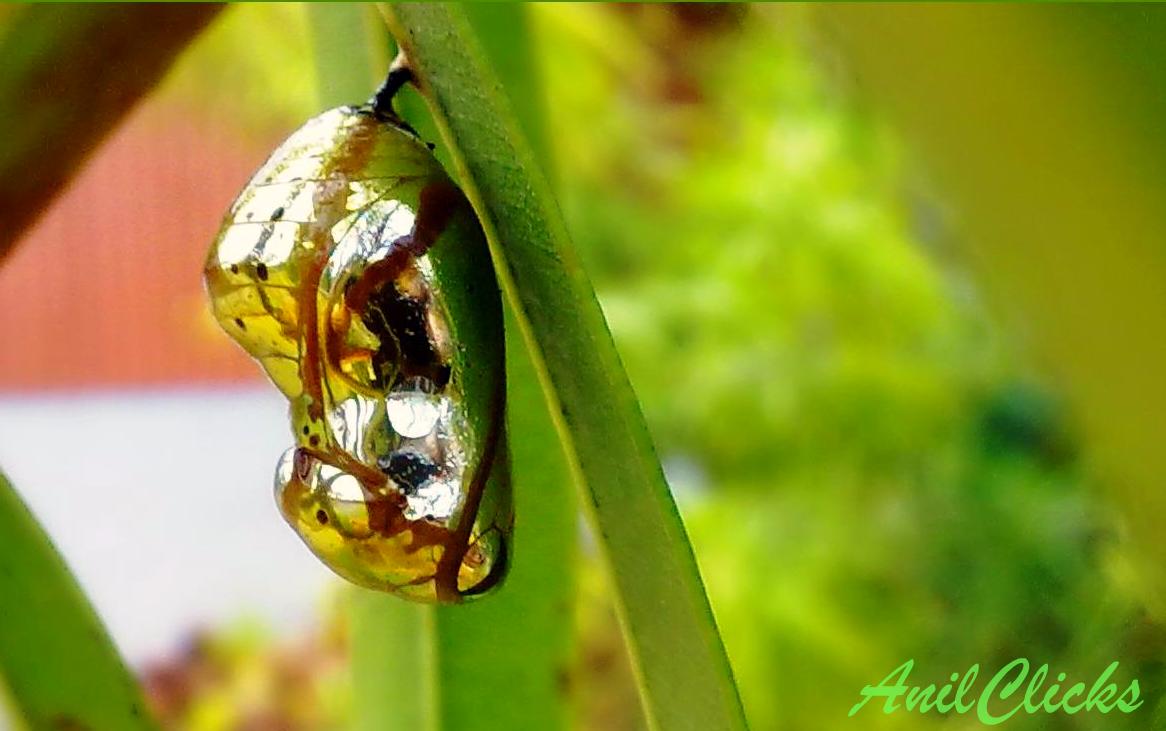 Pupa