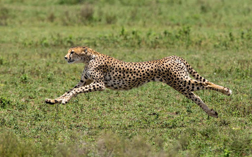 チーターの壁紙