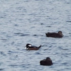 Hooded Merganser