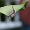Buck Moth Caterpillar
