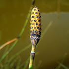 Cola de caballo. Horsetail