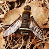Villa Bee fly