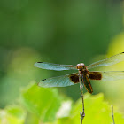 Widow Skimmer