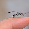 Gasteruptiid Wasp (female)