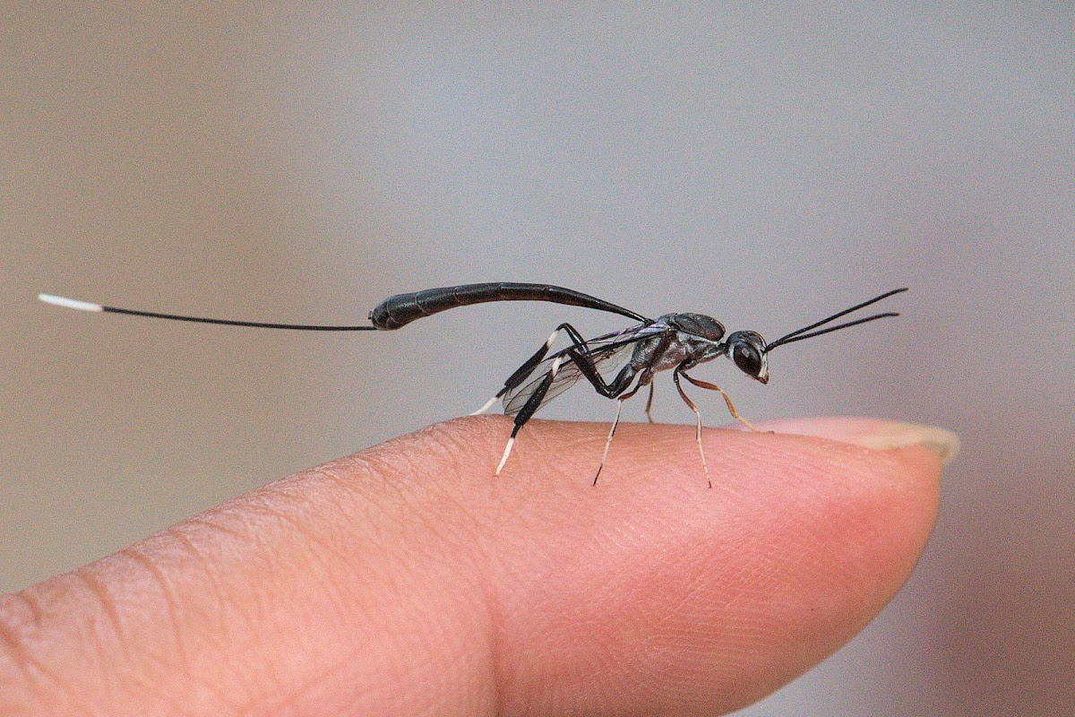Gasteruptiid Wasp (female)