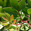 mastiekboom (Pistacia lentiscus)