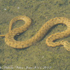 Viperine Snake; Culebra Viperina