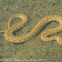 Viperine Snake; Culebra Viperina