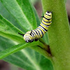 Kahuku (Monarch) Caterpillar