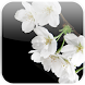Lovely Sakura Live Wallpaper