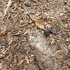 snail eating ground beetle