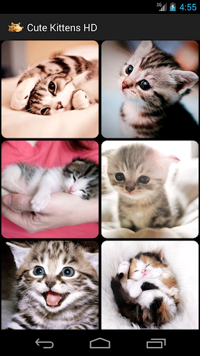 Cute Kittens HD