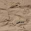 Skunk tracks