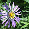 Aster