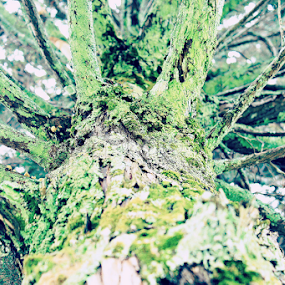 toba tree by Daniel Pasaribu - Nature Up Close Trees & Bushes