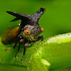 Thorn Mimic Treehopper