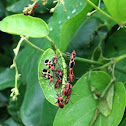 Red bugs, cotton stainer