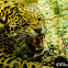 Jaguar (Onça-pintada)