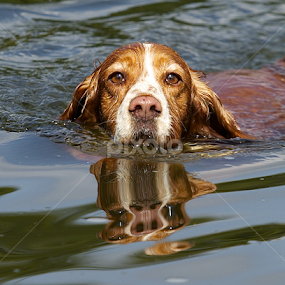 by James Blyth Currie - Animals - Dogs Playing