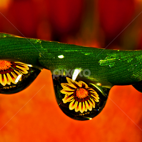 3 drops showing a gazania by David Winchester - Nature Up Close Natural Waterdrops