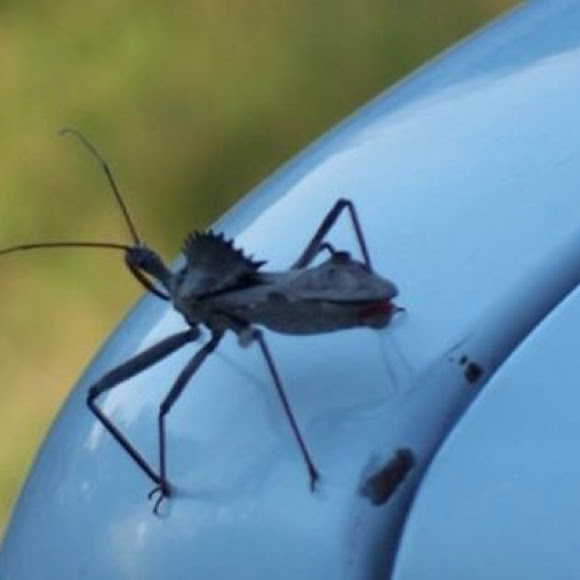 Wheel bug Project Noah