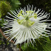 White Passionflower